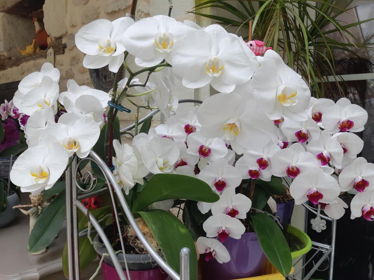 Les Orchidees Chambre Hotes Futuroscope Chasseneuil Poitiers Jaunay-Clan Luaran gambar