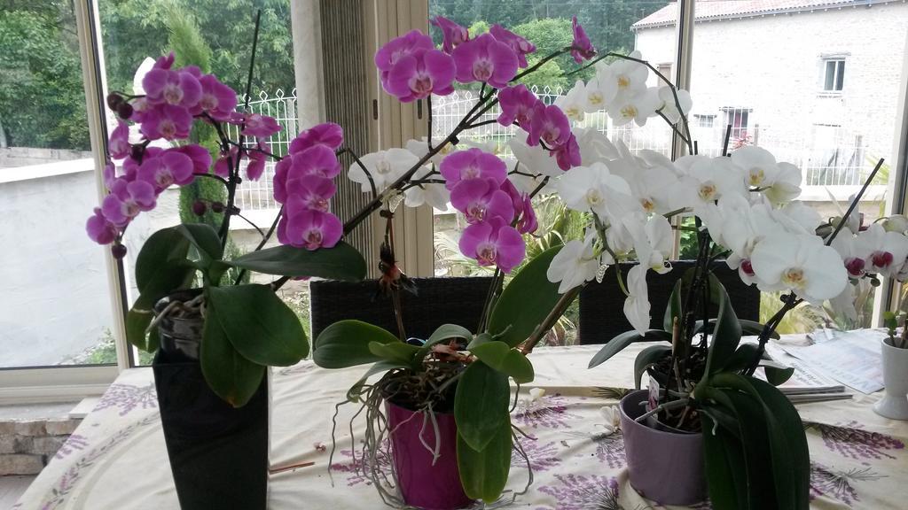 Les Orchidees Chambre Hotes Futuroscope Chasseneuil Poitiers Jaunay-Clan Luaran gambar